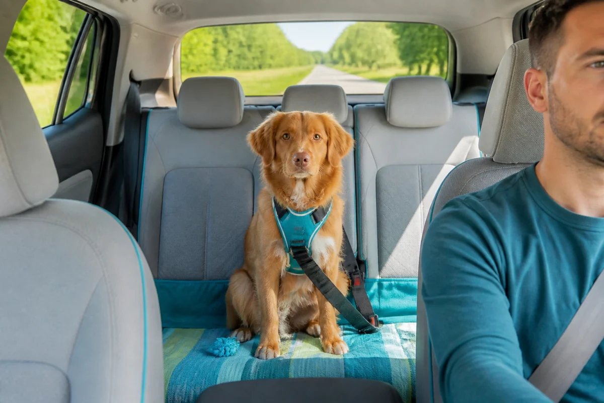 Transporter son chien en voiture avec un harnais de sécurité sur la banquette arrière enveloppe